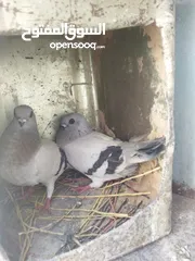  7 جواز بواز 3جواز بسعر حرق
