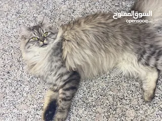  4 قط شيرازي للبيع عمر 9 اشهر