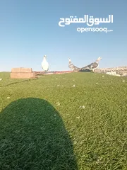  12 حمام بيع مستعجل للبيع
