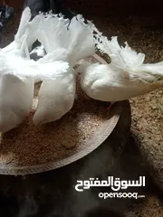  1 حمام تونسي الله يبارك