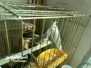  6 جواز كوكتيل للبيع