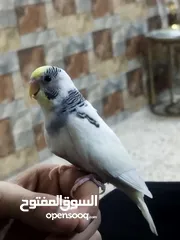  1 طير حب شكري برصاصي اليف