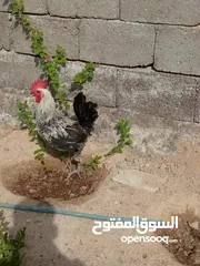  3 ديج عربي للبيع او مراوس