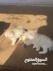  5 قطط سيامي للبيع