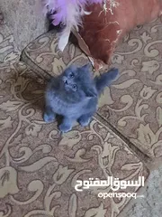  2 سكوتش ستريت