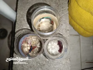  8 بيع أسمك بأنواعها و بصحه جيده و ممتازه