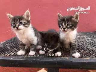  1 تبني قطط أمهم من نوع سيامي