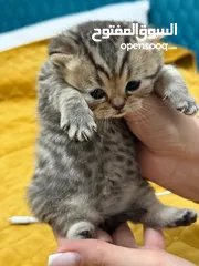  2 British Shorthair Golden Spotted Tabby