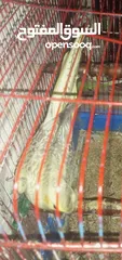  2 انثى كوكتيل للبيع اربد مجمع بيت راس سوق الباله