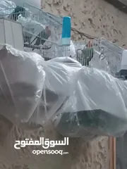  2 جوز روز مع ذكر للبيع بسعر ممتاز حرق حرق حرق