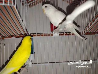  3 جوزين حب البينو للبيع