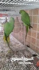  6 Green parrot 2 breading pair eggs also 100% bread pair