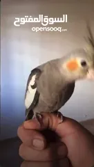  2 مخليف كوكتيل اليف ميه ميه