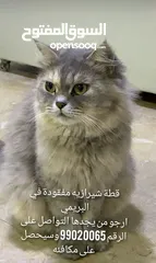  1 قطه ضايعه شيرازيه