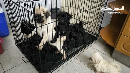  5 Pug Puppies Dubai-UAE