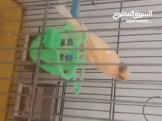  3 جوز كنار شغلات للبدل على ياكريم او روز
