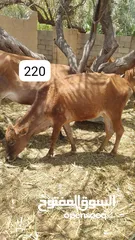 7 للبيع أبقار عمانية وجاعدة وكبش