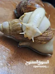  5 حلزون افريقي للبيع