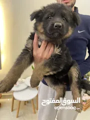  6 جيرمن شيبرد بيور كسحه عضم عريض ماخد المطاعيم