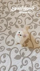  7 White Pure Persian Kitten