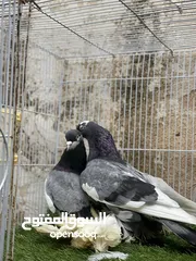  3 كوبيه هزازه ربي يبارك  مصقره