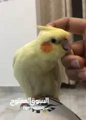  2 كوكتيل يدوي للبيع / handtame cockatail for sale