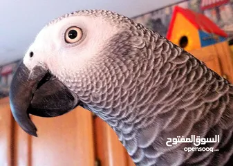  2 African Grey Parrot and all accessories