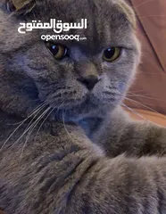  1 للبيع قط ذكر معقم سمونش فولد