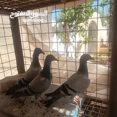  5 حمام زاجل فطام جديد دماء قوية  ثلاثة فراخ نخب  مطلوب 12دينار  اربع دينار الواحد