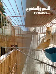  8 إناثي كنار جاهزات للبيع