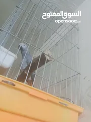  2 بغبغاء كاسكو
