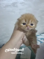  4 قطط  نوع شيرازي الايراني