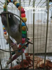  2 للبيع ببغاء جرين شيك أليف