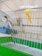  8 ببغاء كوكتيل ذكر وانثى مع قفص