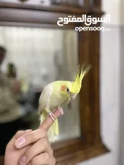  4 جوز كوكتيل للبيع