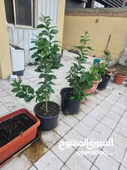  2 حدائق وأشجار  شكله برتقال عمر واحد سنه
