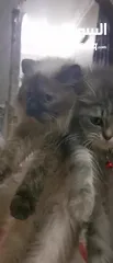  5 قطط شيراز و هيمالايا
