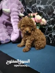  10 جراء توي بودل