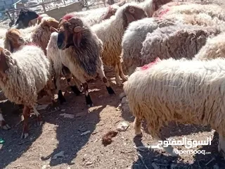  3 نبدأ بصلاة عل رسول الله - عرووووض  -عرووووض عروووض-  بمناسبة عيد الاضحى المبارك