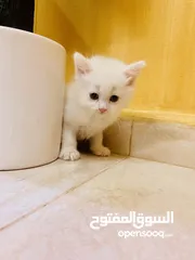  3 قطط جميل كثير