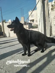  4 ذكر جيرمن رويال بلاك شولاين