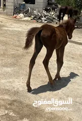  3 مهرة عربية غير مسجلة بنت فحل عربي واهو مسجل للبيع