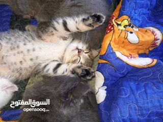  7 القطط الصغيره عمرهااا 2 شهرين ..القطط الكبيره عمرها 8شهور .. القط الاحمر سنه و3شهور