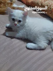  1 قطط صغيره للبيع مكس شانشيلا مع سكوتش جميله  منها اطراف صغيره