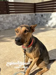  3 كلب دوبر شيبرد مدرب اقرأ وصف