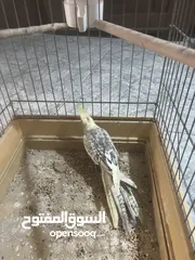  6 طيور كوكتيل للبيع