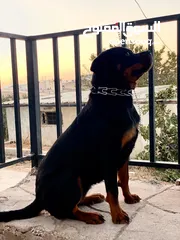  7 rottweiler with a pedigree and 3 fci titles انثى روتوايلر مع شهادة اصل و ثلاث بطولات