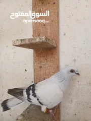  15 طواير مخليف للبيع