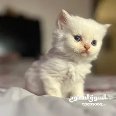  1 قــطــط لــلــبــيــع