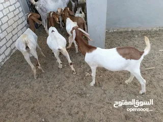  16 ماعز خليط موجود كمية